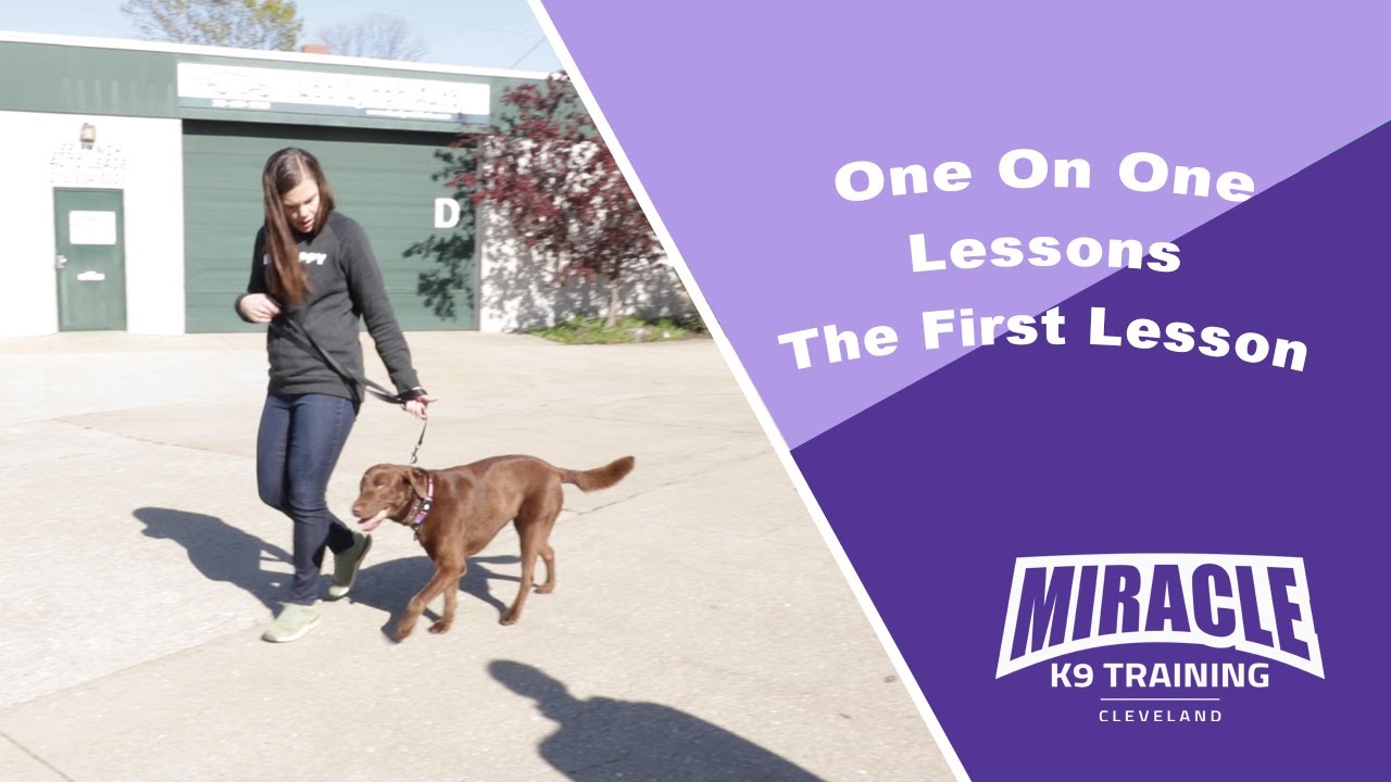 miracle k9 training