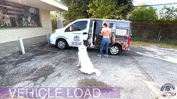 Amazing Transformation | “Ranger” | Great Pyrenees