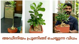 അഡീനിയം എങ്ങനെ പ്രൂൺ ചെയ്യാം // Prune  your adenium plant ( easy step Malayalam)