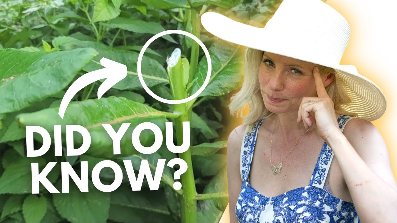 Why You Should Cut Your Common Milkweed NOW