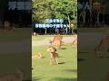 奈良公園浮雲園地で、芝生を食む子鹿ちゃん。　#shorts #奈良公園 #fawn #子鹿 #奈良の鹿