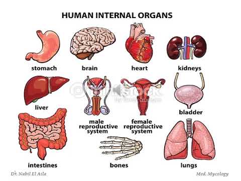 علم الفطريات الطبية-المحاضرة السابعه- الجزء الاول Systemic Mycoses -أ.ناهض عبد اللطيف