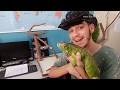 TUDO O QUE VOCÊ PRECISA SABER ANTES DE TER UMA IGUANA / Vida Animal