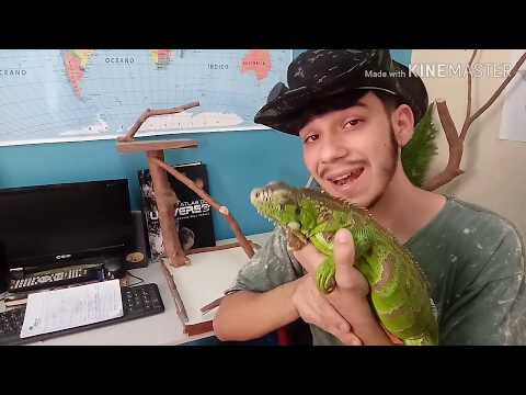 TUDO O QUE VOCÊ PRECISA SABER ANTES DE TER UMA IGUANA / Vida Animal