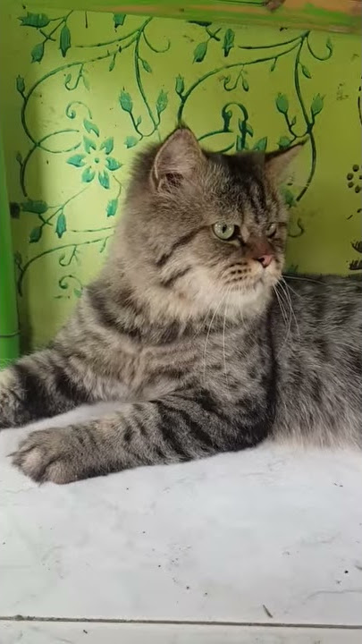 Entah apa yang merasuki mu dj gagak (video lucu si Poo)