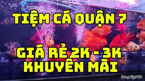 Thế Giới Cá Cảnh Giá Rẻ 2k-3k-5k | Tiệm Cá Cảnh Kim Long Quận 7| Song Ngư TV