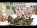 甜粽子or咸粽子？呵呵，别争了，你活的还不如一只猫!｜花花与三猫 Cat Live