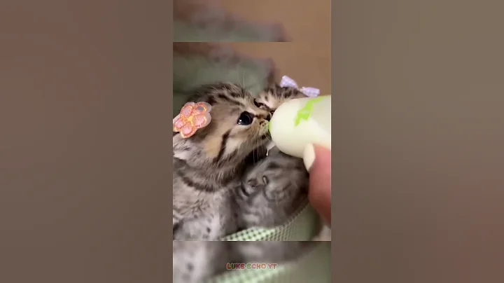 Video 11878841: cat pets, laugh cat, cat funny smile