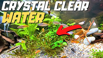 FLUVAL 307 External Filter Update with INCREDIBLE RESULTS! (2 Month Review)