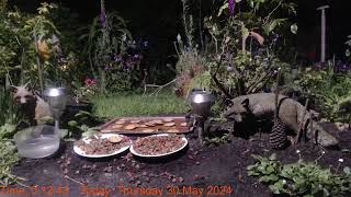 Foxheaven Dublin Ireland Livestream by Pablo Foxfeeder 61 views 6 days ago 2 hours