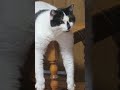 #grunge #cat #cute