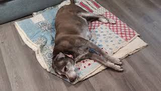 How to Know When or If Its Time to Put Your Senior Dog (Pet) Down
