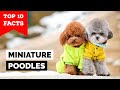 Miniature Poodle - Top 10 Facts