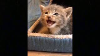 Cute Amazing Baby Cats💗Video Collection #11 PetsCollection by CatsNDogs365 No views 4 years ago 3 minutes, 3 seconds
