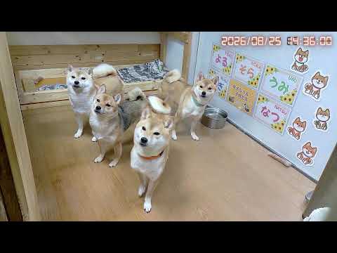 可愛い系美人系ぽっちゃり系柴｜なつファミリー夜LIVE配信【1歳＋345日】