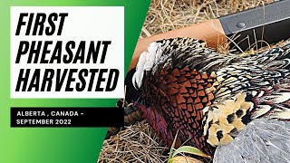 Hunting Pheasant with my Brittany Spaniel | First Pheasant Harvested | Alberta, Canada