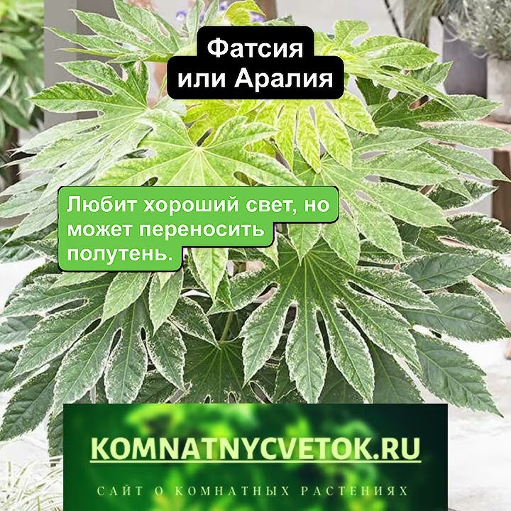 Фатсия - YouTube