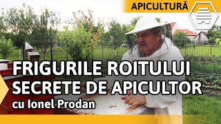 FRIGURILE ROITULUI. SECRETE DE APICULTOR cu Ionel Prodan - Partea 2