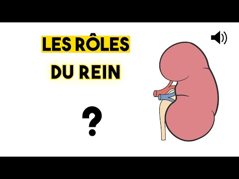 LE REIN - Anatomie et Physiologie