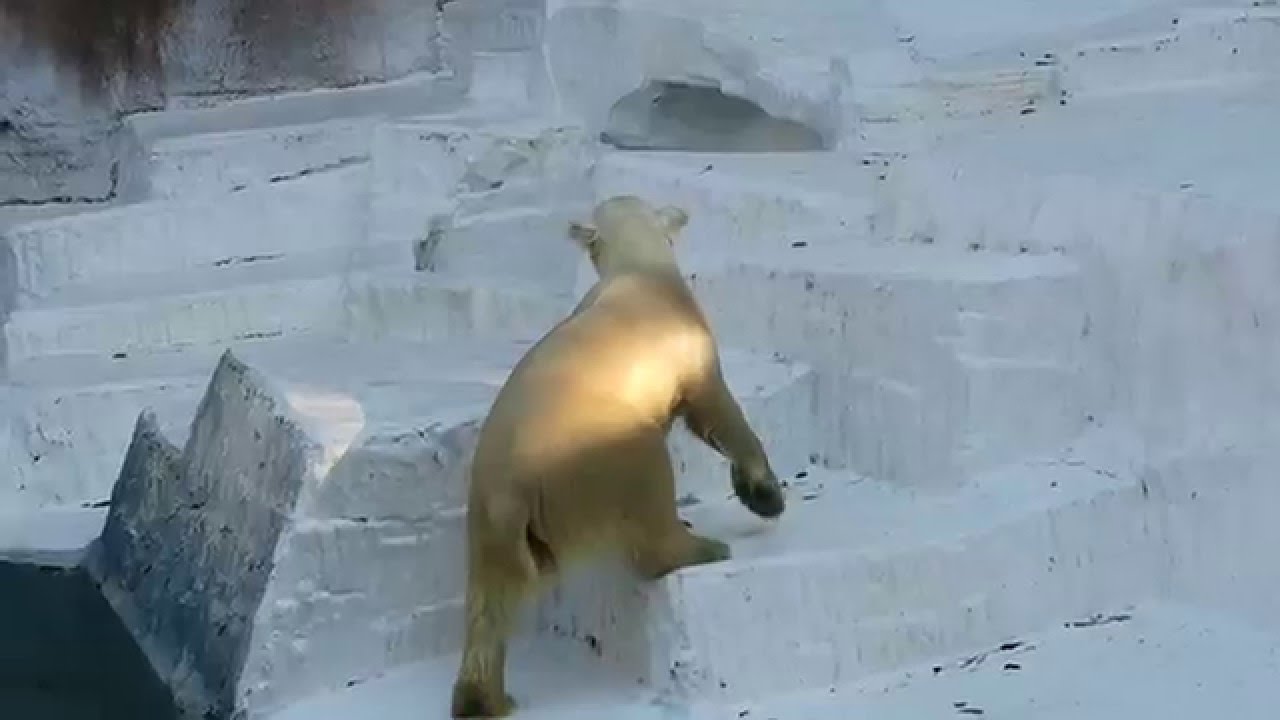 #1-25 Dec 2015 Shilka at Tennoji zoo, Osaka, Japan