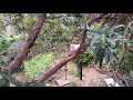 Kisa and Lucy climbing on tree