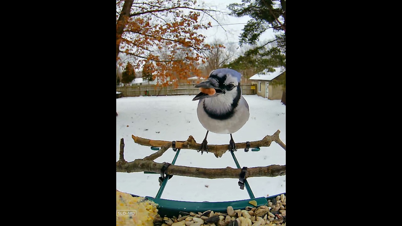 Red-bellied Woodpecker and Bluejay 