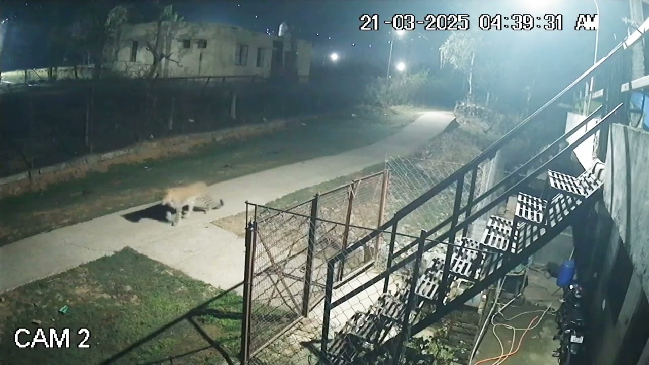 लैपर्ड मेरे घर के सामने