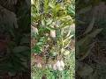 mango 13 #fruitrees #gardening #farming #satisfying #shorts #love #funny #comedy #ASMR