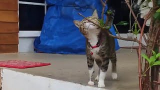 Reuniting with our Cat after a Beach Vacation | Province Life | A Better Life PH by A Better Life PH 101 views 3 months ago 9 minutes, 44 seconds