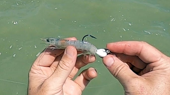 How To Rig Live Shrimp On A Jighead For Bridge Fishing 