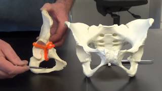 Bones of the Lower Limb
