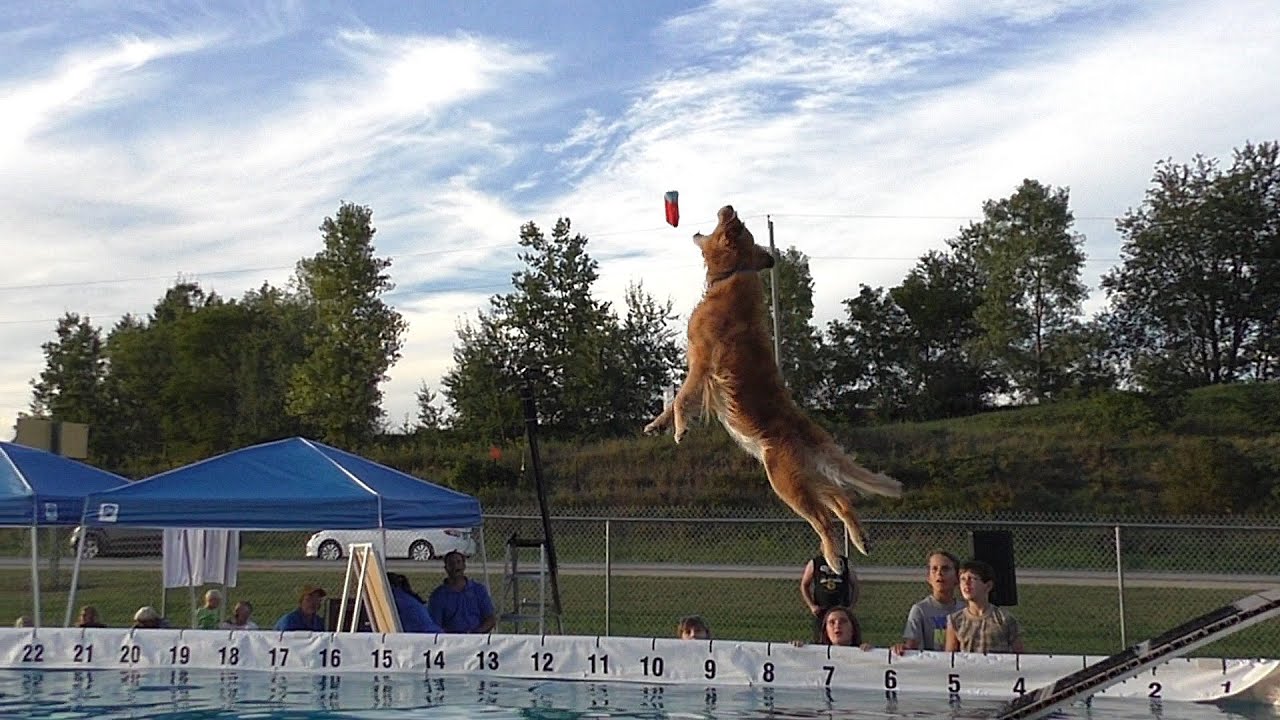 Canine Dock Jumping In Slow Motion YouTube