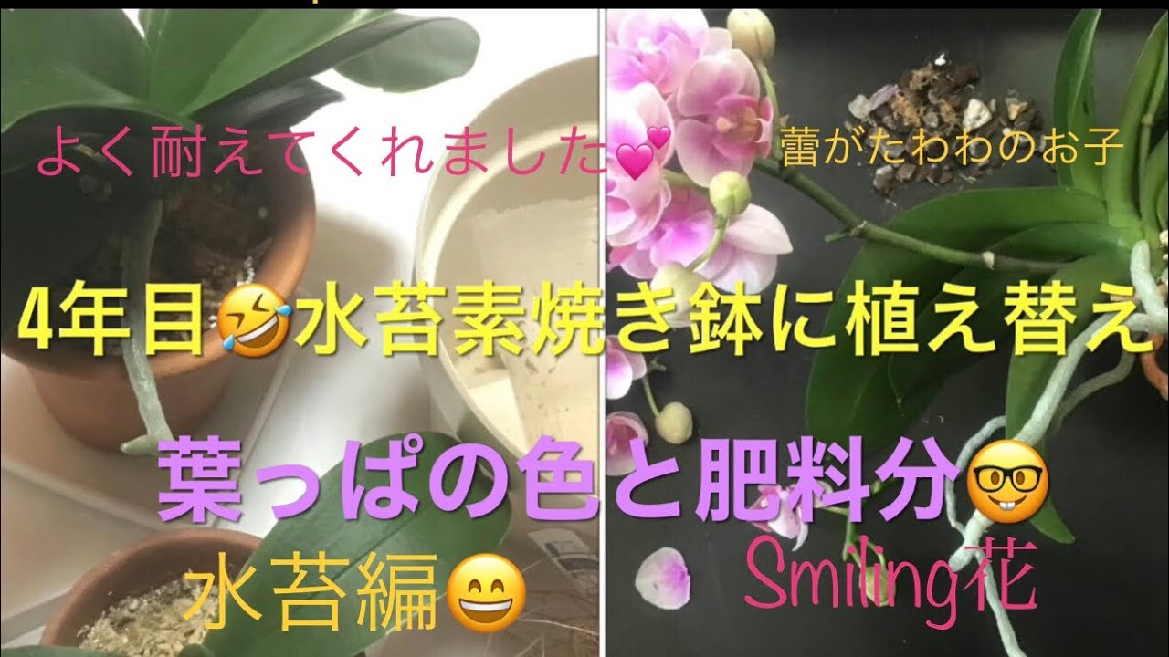 胡蝶蘭の植え替え 素焼き鉢に水苔編 Youtube