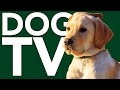 DOG TV: Exciting Virtual Adventures for Dogs with Relaxing Music!