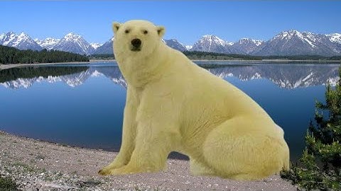Learn English through story (Polar Bear Hotel Opens in China)