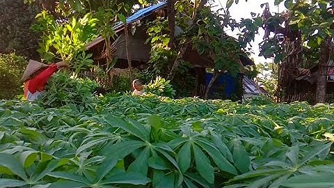 Budidaya Singkong || Tak Disangka Ternyata Usaha Daun Singkong Laris Manis