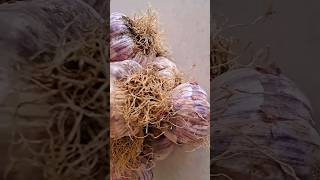 The perfect garlic harira recipe | حریره سیر | سس سیر فوق العاده