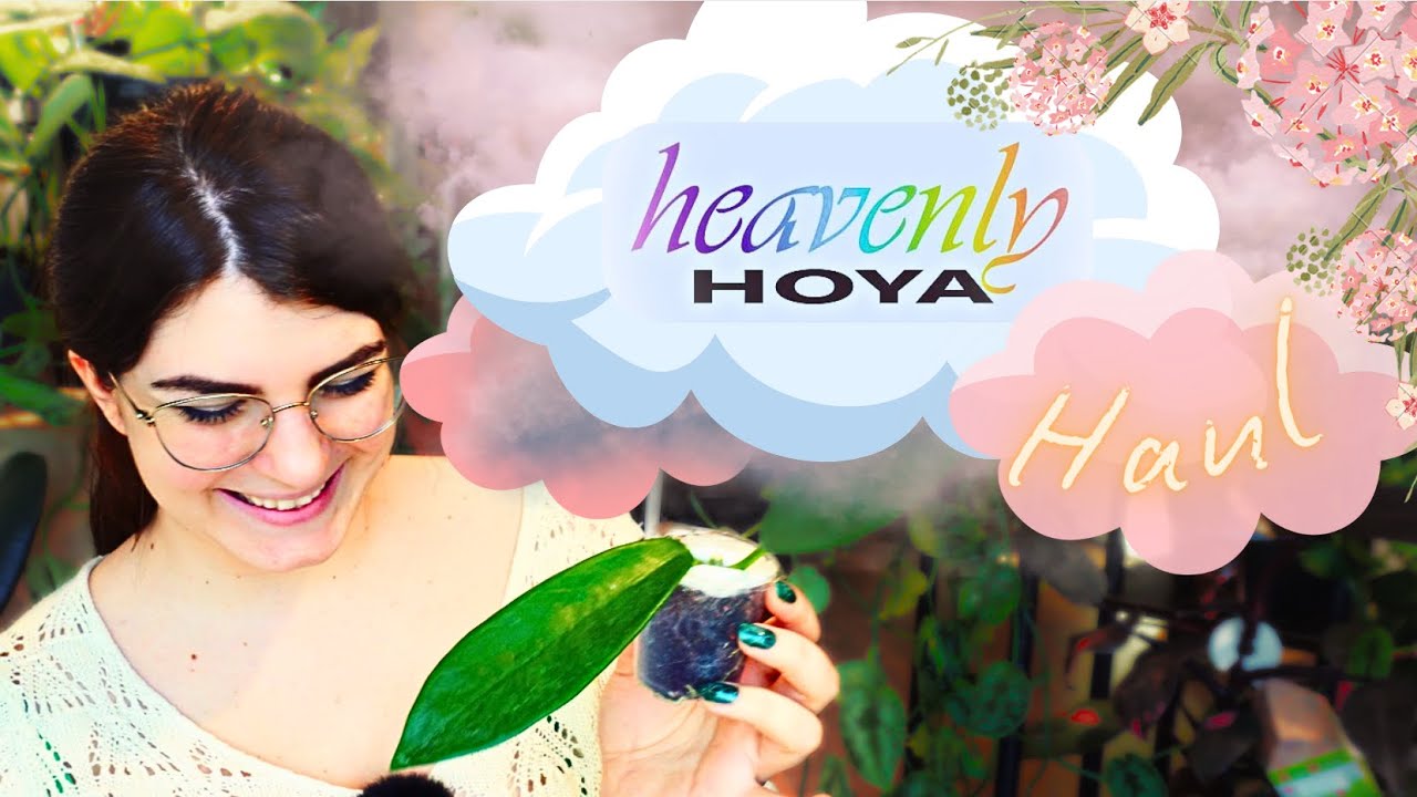 Plant Haul Deluxe – Meine neue Hoya-Sucht beginnt hier!
