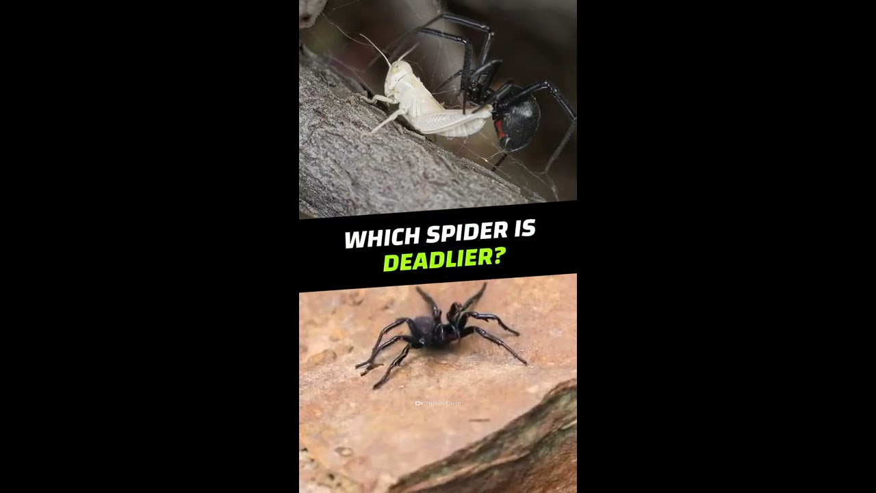 Black Widow or Funnel-Web Spiders: Which is the Deadliest? #Shorts