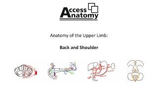 Anatomy of the Upper Limb 2 - Back and Shoulder
