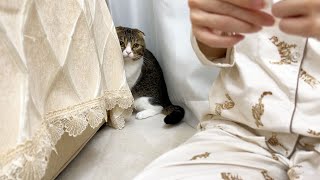 毎晩ママがすることが嫌すぎた猫がこうなりました…泣
