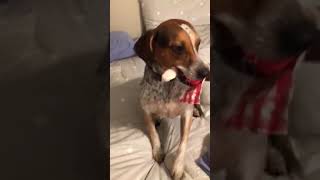 The Death Of A Woot Monkey
