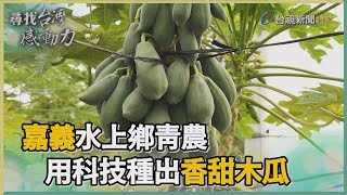 尋找台灣感動力水上青農 用科技種出香甜木瓜