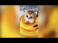 Top 20 funny and adorable cat and dogs from tiktok  chinese