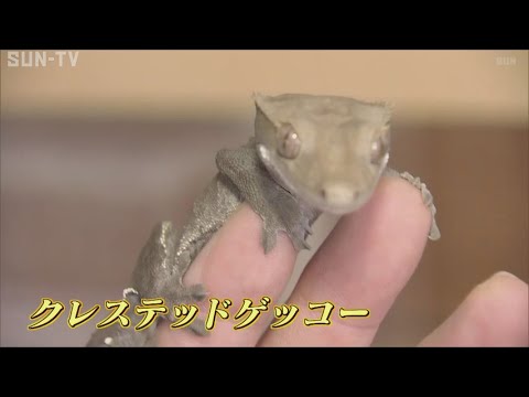 一匹60万のヤモリ2匹盗まれる 神戸の展示即売会