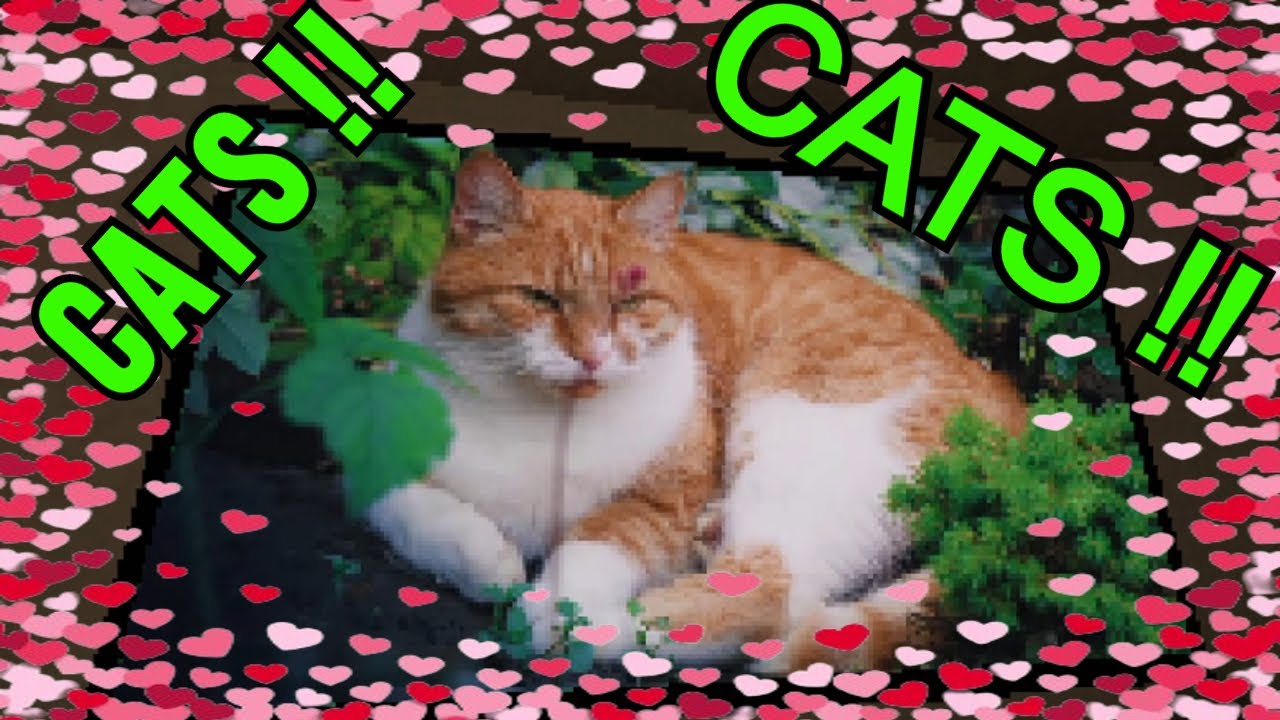 THIS HORROR GAME CONTAINS CATS - The Earl Street Massacre