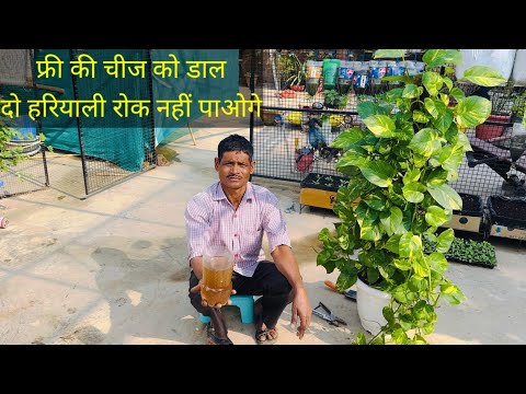 Put this free kitchen item in your money plant and you won't be able to resist the greenery.