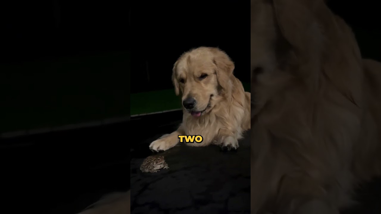 Why You Should Get a Golden Retriever?🐶 #goldenretriever #dogshorts