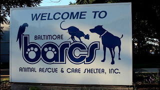Why We Volunteer at BARCS