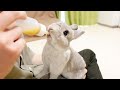 赤ちゃんの頃から4年間人間と暮らし続けたうさぎさんはこうなります【総集編】